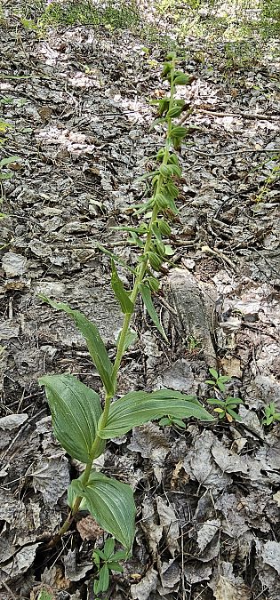 Epipactis leptochila  - Claire Perrachon