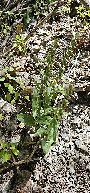 Epipactis leptochila  - Claire Perrachon