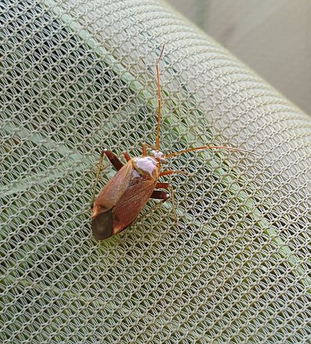 Adelphocoris ticinensis  - Delphine Lacuisse