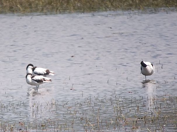 Avocetta  - Marco Cortemiglia