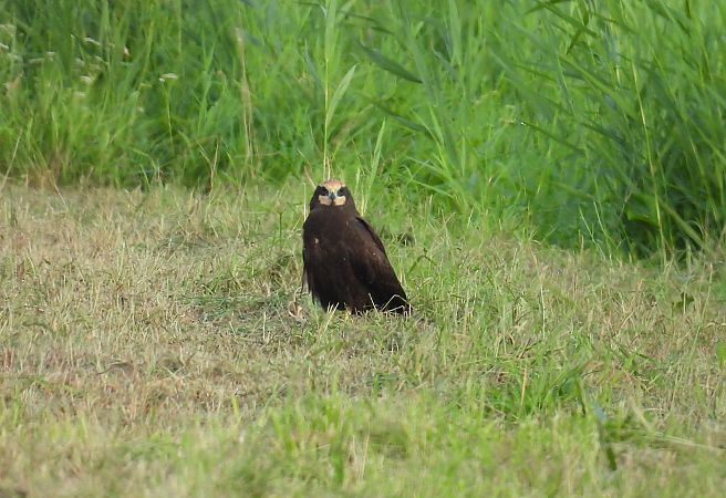 Rohrweihe  - Kacper Mikulski