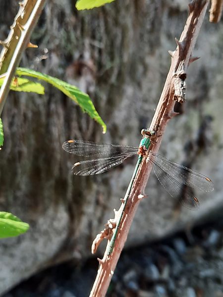 Lestes parvidens  - Michele Coppola