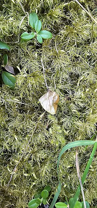 Neottia cordata  - Claire Perrachon