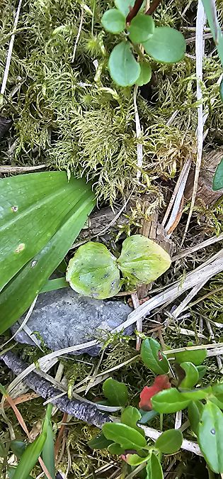 Neottia cordata  - Claire Perrachon