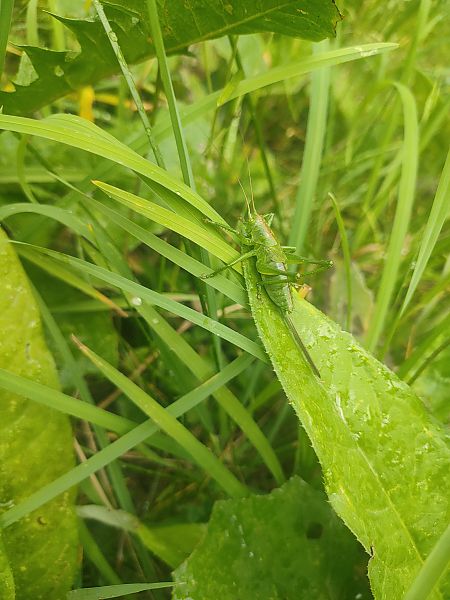 Tettigonia cantans  - Daniele Baroni
