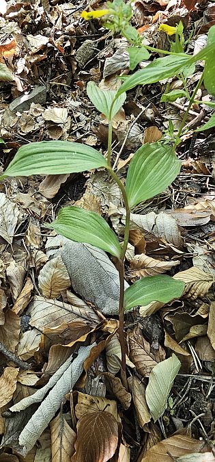 Epipactis helleborine var. minor  - Claire Perrachon