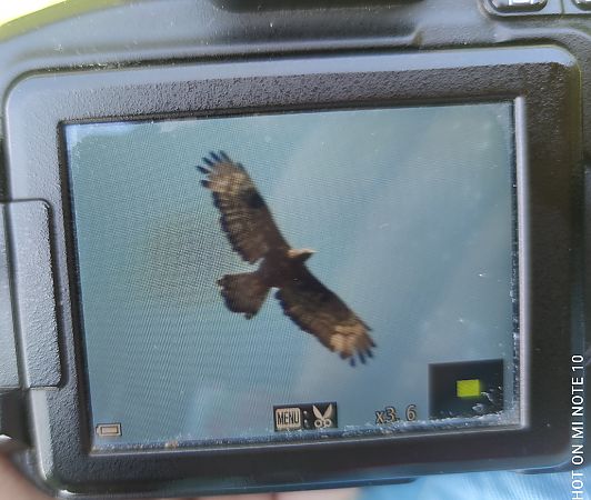 European Honey Buzzard  - Michał Kowalczuk