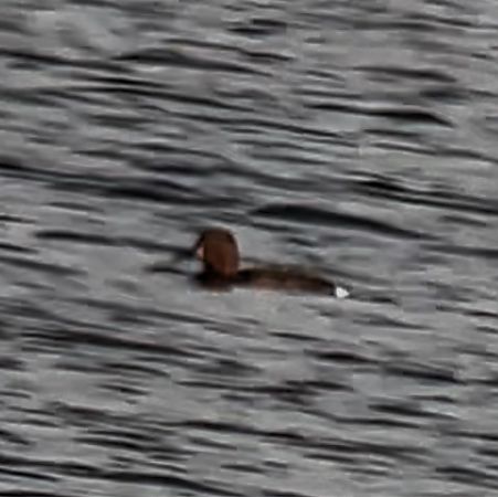 Ferruginous Duck  - Maciej Aleksandrowicz