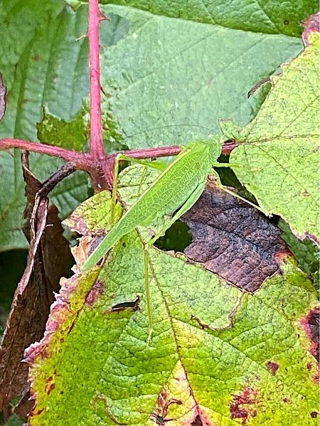 Phaneroptera nana  - Maria Rita Gelso