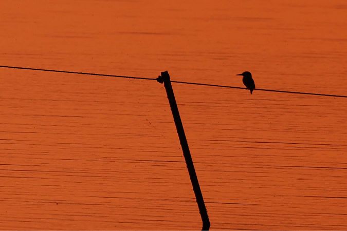 Eisvogel  - Dana Ruhnke