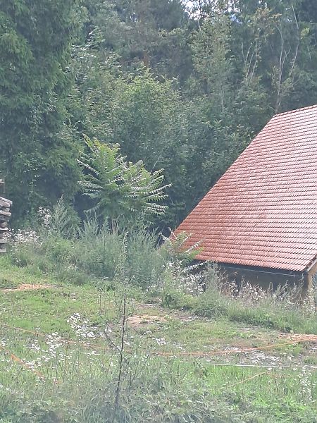 Ailanthus altissima  - Giulia Gaiola (FVG)