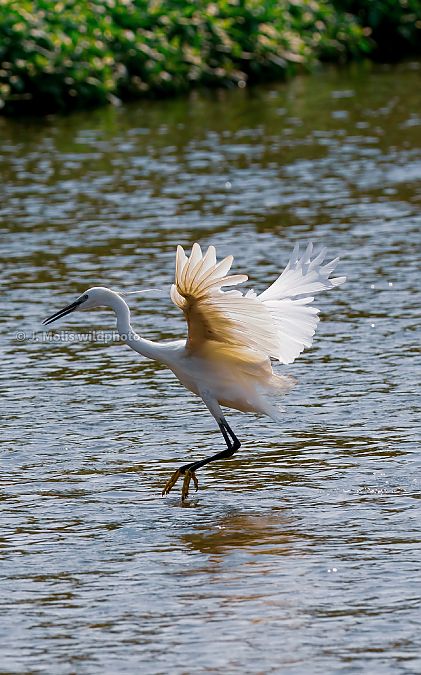 Little Egret  - Jose Molis