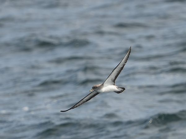 Puffin de Scopoli  - Marcin Sołowiej