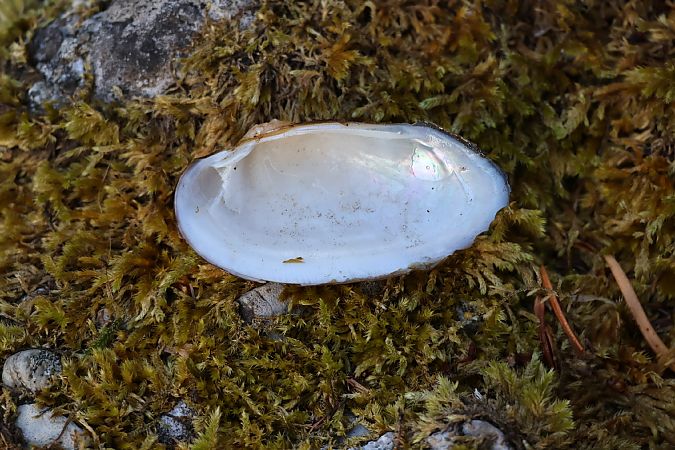 Anodonta cygnea  - Lorenzo Lanzani