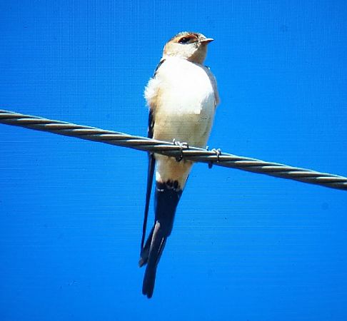 Oreneta cua-rogenca  - Ferran Pujol