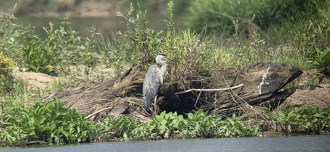 Grey Heron  - Sebastian Watras