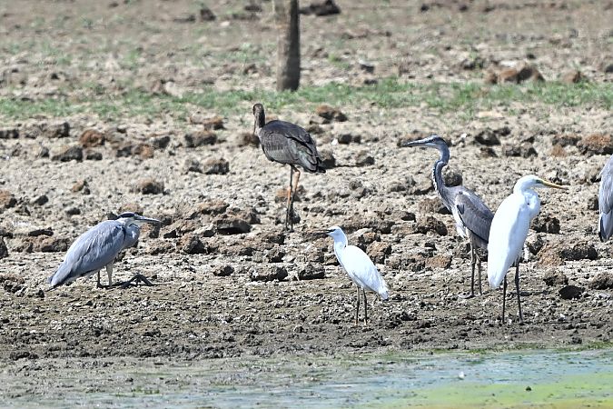 Aigrette garzette  - Arnaud Sponga