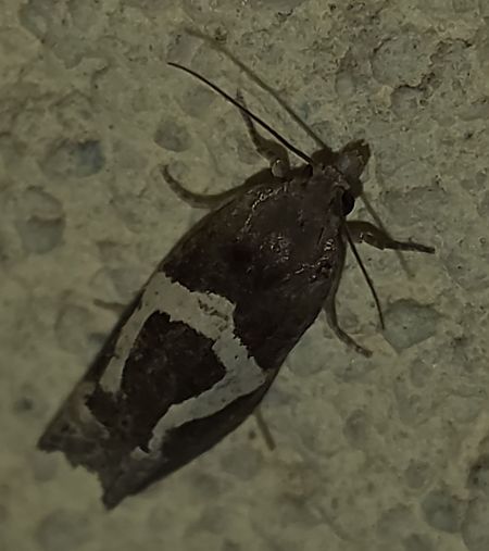 Epiblema foenella 