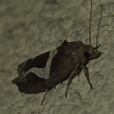 Epiblema foenella 