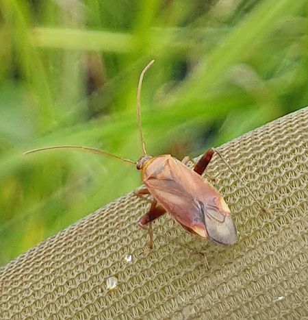 Adelphocoris ticinensis  - Delphine Lacuisse