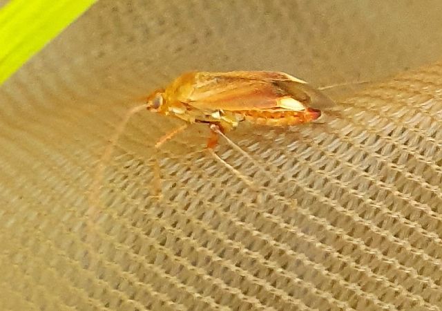 Adelphocoris ticinensis  - Delphine Lacuisse