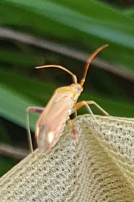 Adelphocoris ticinensis  - Delphine Lacuisse