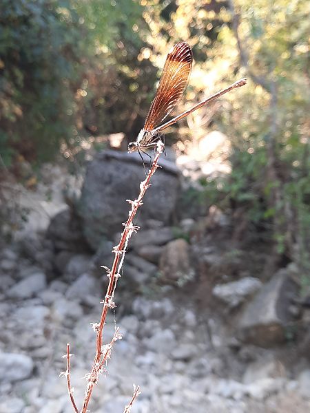 Calopteryx haemorrhoidalis  - Michele Coppola