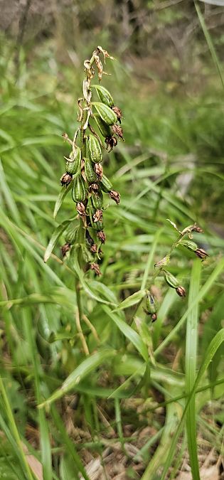 Epipactis leptochila  - Claire Perrachon