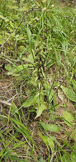 Epipactis leptochila  - Claire Perrachon
