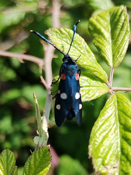 Zygaena ephialtes  - Marco Cortemiglia