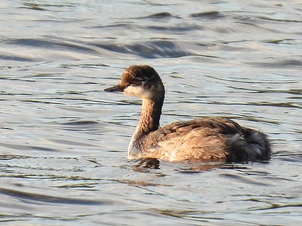 Schwarzhalstaucher  - Kacper Mikulski