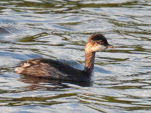 Grèbe à cou noir  - Kacper Mikulski