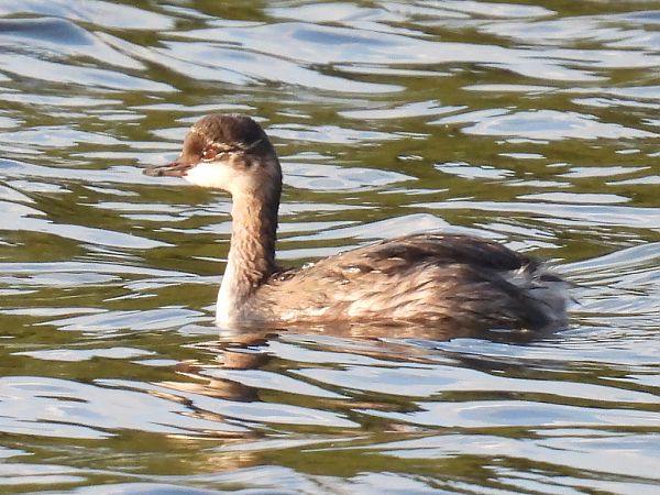 Schwarzhalstaucher  - Kacper Mikulski