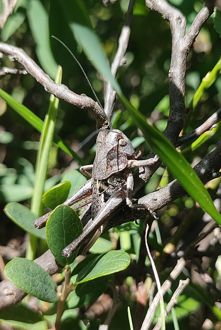 Tettigoniidae sp.  - Daniele Baroni