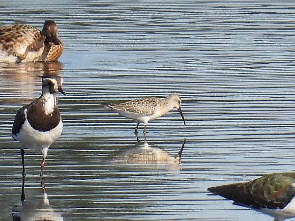 biegus krzywodzioby  - Kacper Mikulski