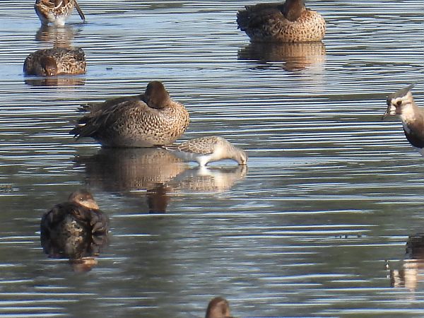 biegus krzywodzioby  - Kacper Mikulski