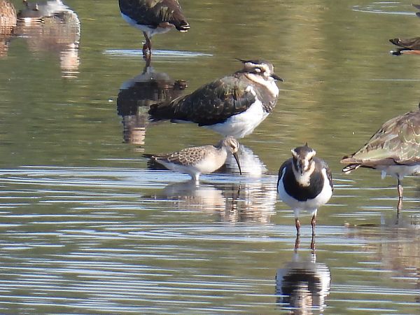 Bécasseau cocorli  - Kacper Mikulski