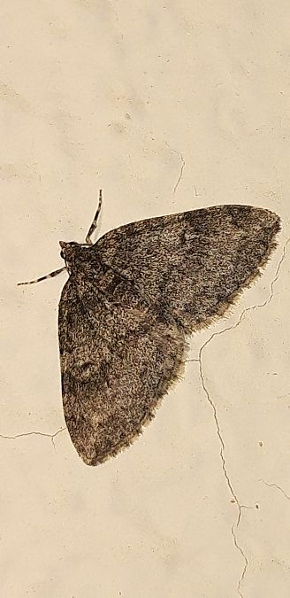 Lobophora halterata  - Michele Cento