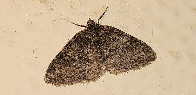Lobophora halterata  - Michele Cento