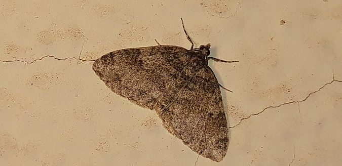 Lobophora halterata  - Michele Cento