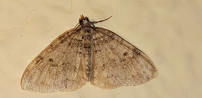 Lobophora halterata  - Michele Cento