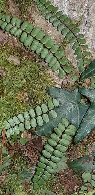 Asplenium trichomanes  - Michele Cento