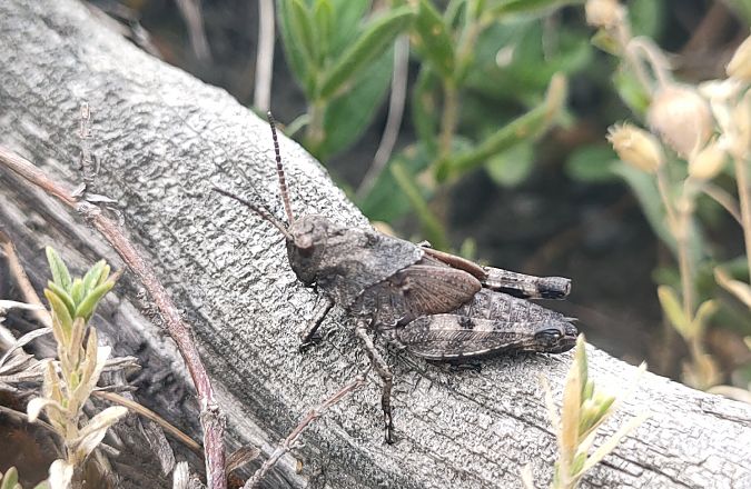 Psophus stridulus  - Daniele Baroni