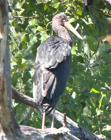 Cigogne noire  - Nicolas Dunant
