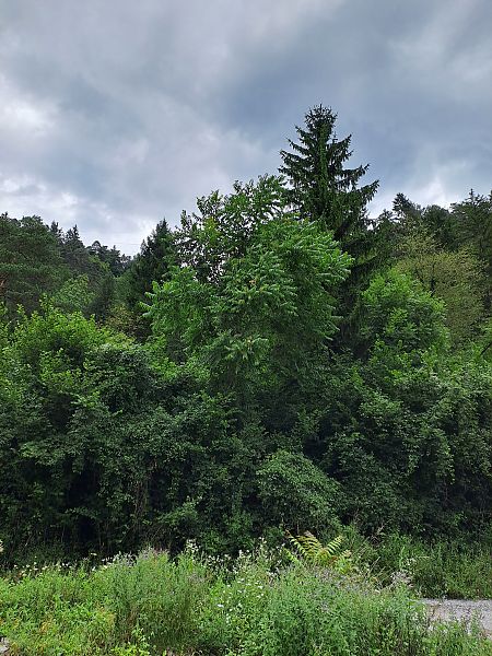 Ailanthus altissima  - Giulia Gaiola (FVG)