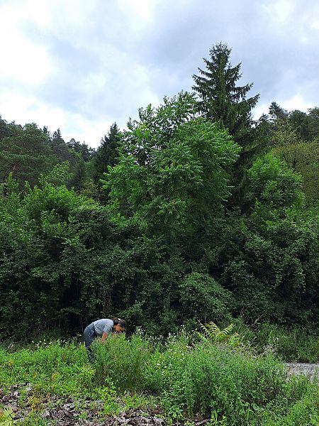 Ailanthus altissima  - Giulia Gaiola (FVG)