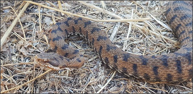 Vipera comune  - Giuseppe Di Lieto