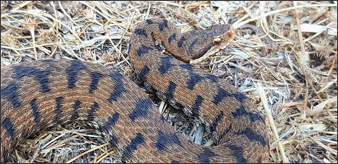 Vipera comune  - Giuseppe Di Lieto