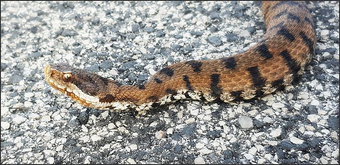 Vipera comune  - Giuseppe Di Lieto