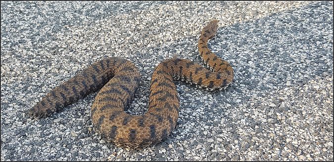 Vipera comune  - Giuseppe Di Lieto